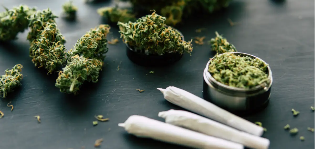Cannabis